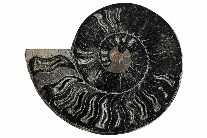 Cut & Polished Ammonite Fossil (Half) - Unusual Black Color #286653